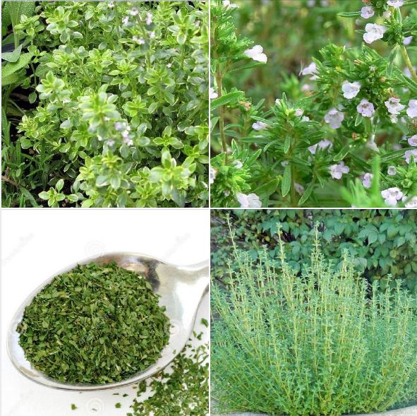 "Gói 100 "Hạt giống cỏ xạ hương (Thyme) [Seeds]