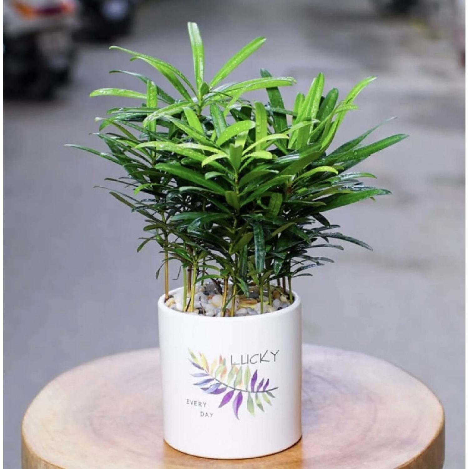 Cây giống tùng la hán để bàn - vạn niên tùng