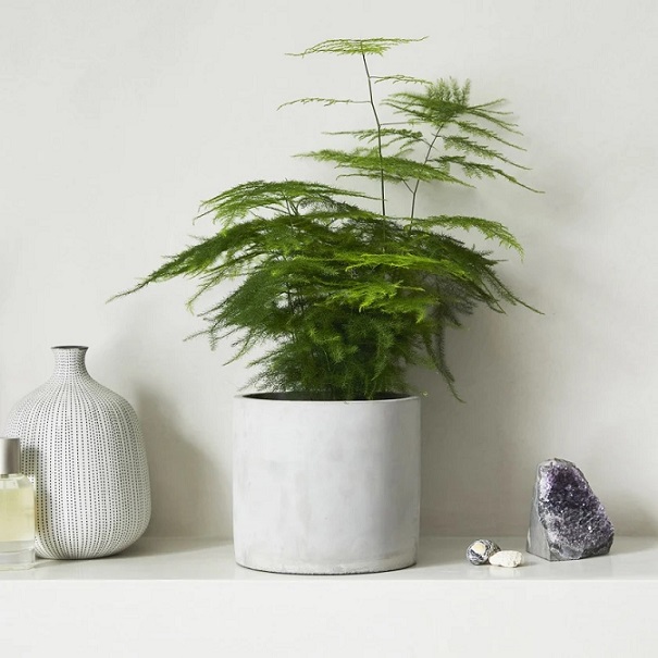 Cây thủy tùng - cây thủy tùng để bàn - cây thủy tùng thủy canh - cây thủy tùng mini - cây thủy tùng bonsai - cây để bàn - cây để bàn làm việc - cây để bàn phong thủy
