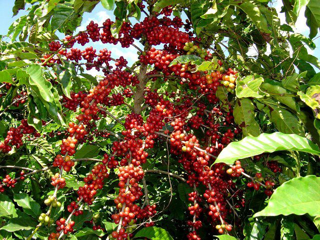 Cây cà phê arabica giống