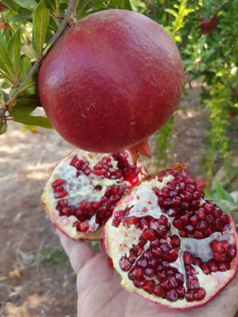 Cây Giống Lựu Đỏ ai cập