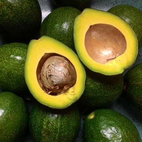 Cây Giống Bơ Sáp miền Bắc giống ĐH nông nghiệp