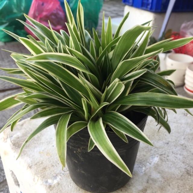 Cỏ Lan Chi - Chậu Cây Cảnh