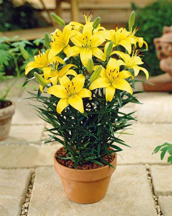 Bộ 5 củ giống hoa ly lùn hoa màu vàng