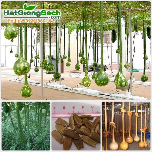Hạt giống bầu cổ dài 2m mỹ