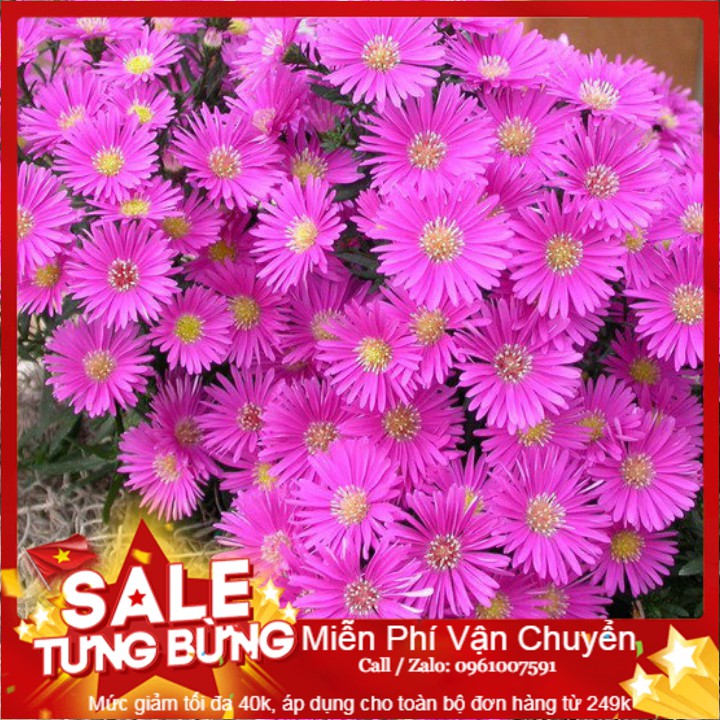 Hạt giống hoa thạch thảo mix - 50 hạt