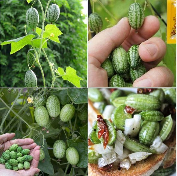 "Gói 10 Hạt " Hạt giống dưa hấu tí hon