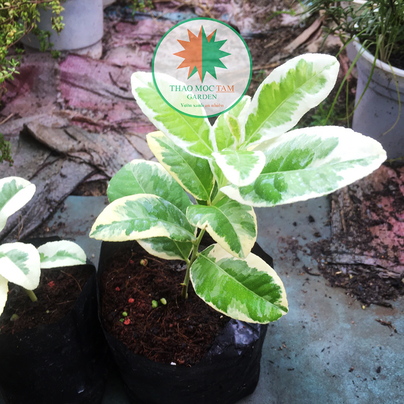 Cây Chanh Cẩm Thạch - Cây trồng làm cảnh và thu trái,  thích nghi khí hậu nóng