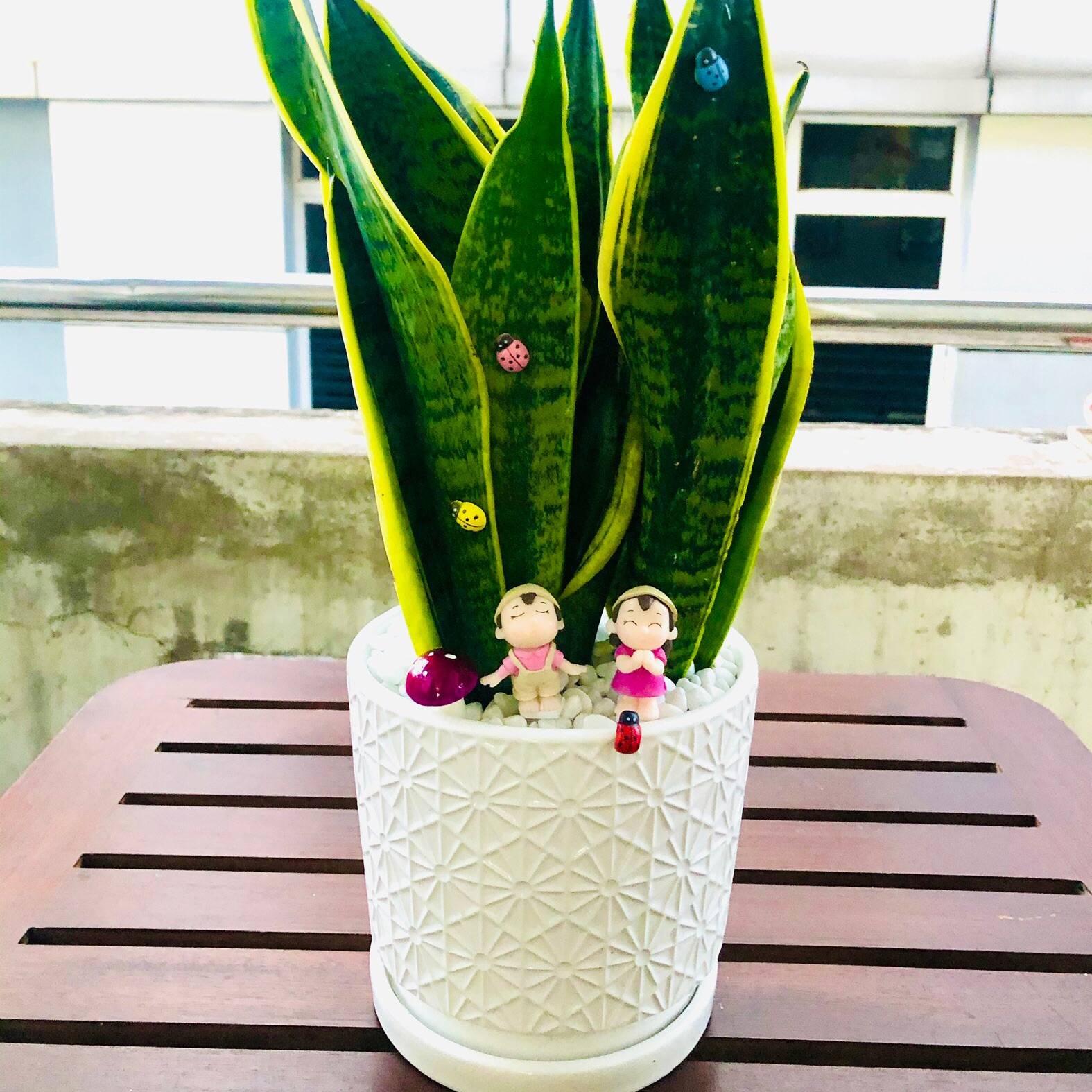 Chậu lưỡi hổ lớn để bàn