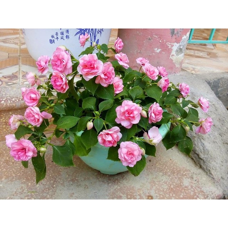 Hạt giống hoa mai địa thảo kép mix nhiều màu 5 hạt