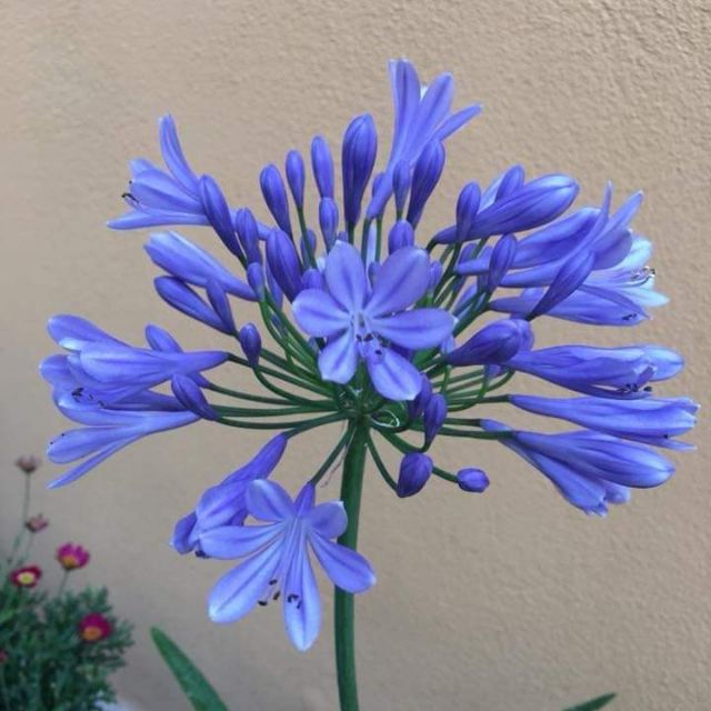 1 củ hoa thanh anh củ đẹp