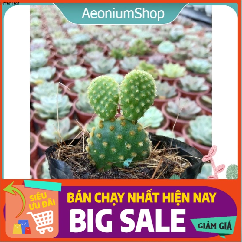 Xương rồng tai thỏ mini, xuất xứ đà lạt, lỗi 1 đổi 1 💪