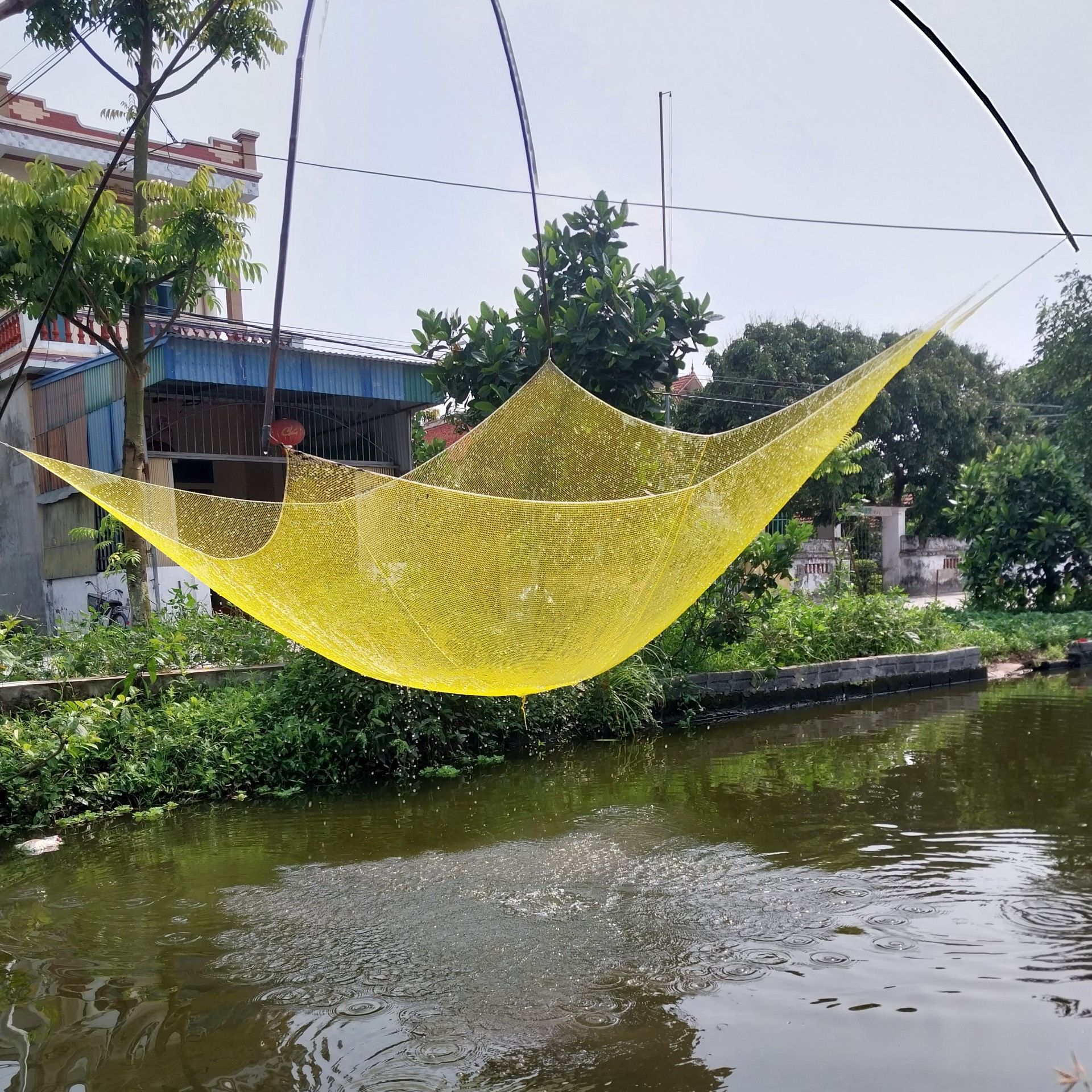 Lưới kéo cá, vó cất cá nhỏ, cá lòng tong loại mau cạnh 2,4mx2,4m màu vàng da đồng