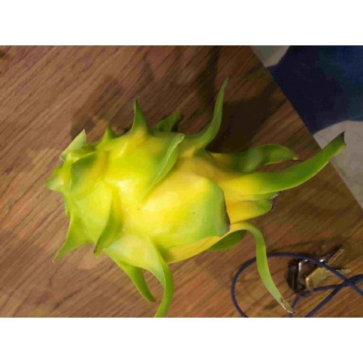 Cây giống thanh long vỏ vàng ruột trong Thái Lan