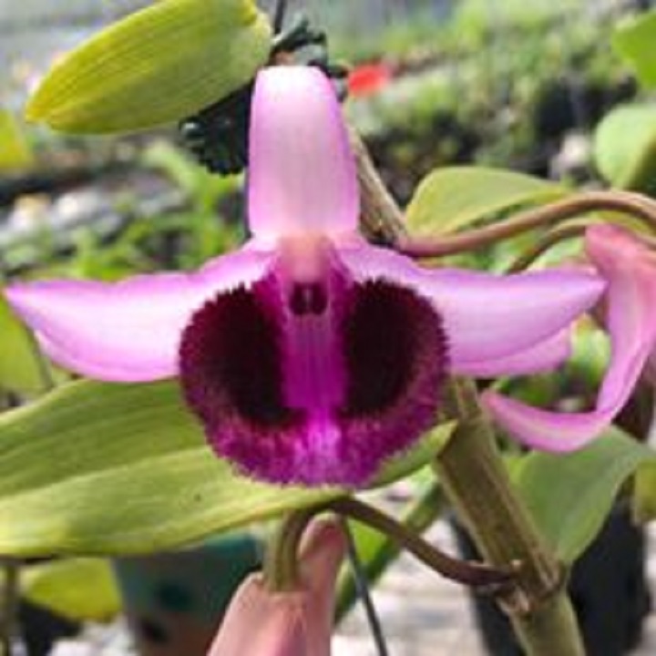 Hoa phong lan phi điệp - ngọc viễn đông(cao 25-30cm,bộ rễ khỏe)