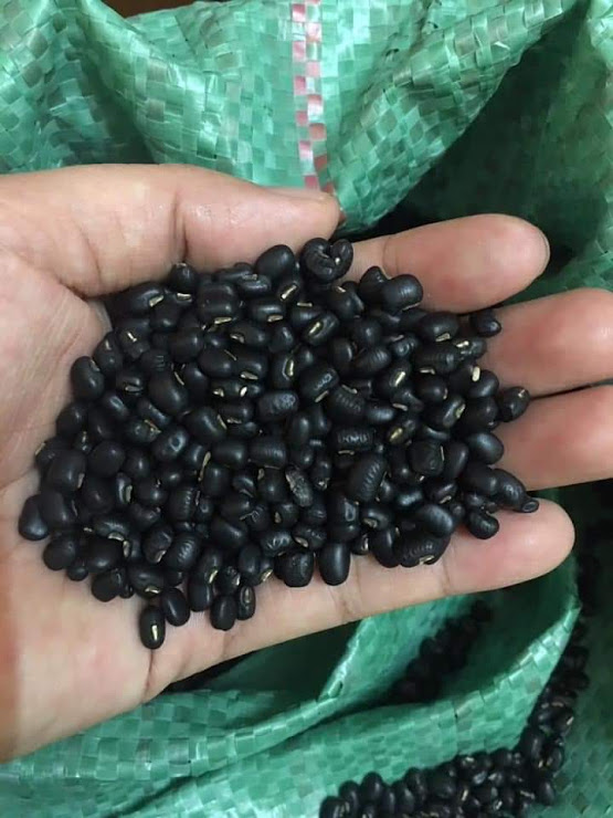 [HCM]Combo 2Kg Đậu Đen Xanh Lòng 99k - Nhà Trồng Đảm Bảo - Sạch - Bở - Không Mốc Mọt - Không Chất Bảo Quản