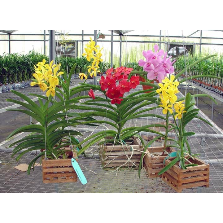 Lan mokara cây trưởng thành đủ màu-Lan Mokara màu đỏ-Lan Mokara màu vàng