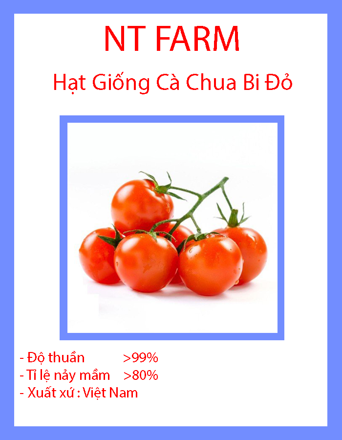 Hạt giống cà chua bi siêu trái