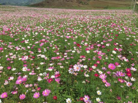 500 hạt giống hoa cúc sao nháy, hoa cánh bướm, hoa cúc sao nhái  đủ màu