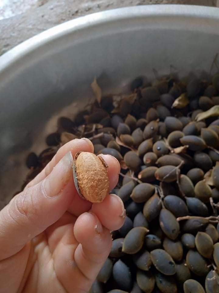 Say rừng ( 1kg) - Đặc sản bà Mười