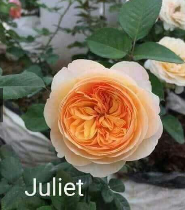 Cành Chiết Hồng Ngoại Juliet (Cành Chiết Hoa Hồng)