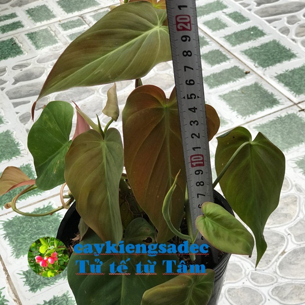 caykiengsadec - Cây trầu bà Micans - tặng phân bón cho cây mau lớn - hoa kiểng lá - cây phong thủy - trang trí nội thất cảnh quan sân vườn ngoài trời