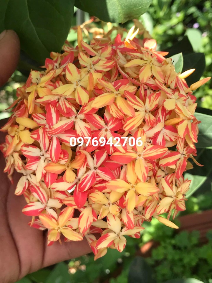 Cây Hoa mẫu đơn bông trang vàng sọc Bến Tre
