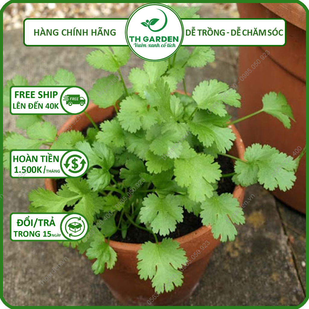 Hạt Giống Rau Mùi Tía ( Ngò Ta ) TH Garden - Gói 50gram - Hạt Giống Dễ Trồng Dễ Chăm Sóc, Thơm Ngon, Năng Suất Cao