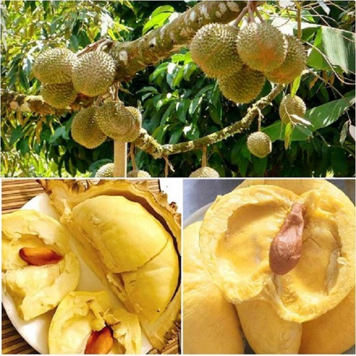 Cây giống sầu riêng monthong thái lan ngọt đậm, béo ngậy, không hạt, cam kết giống chuẩn f1