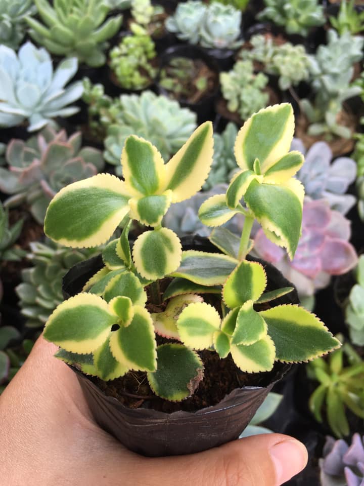Cây trồng tiểu cảnh, lá var