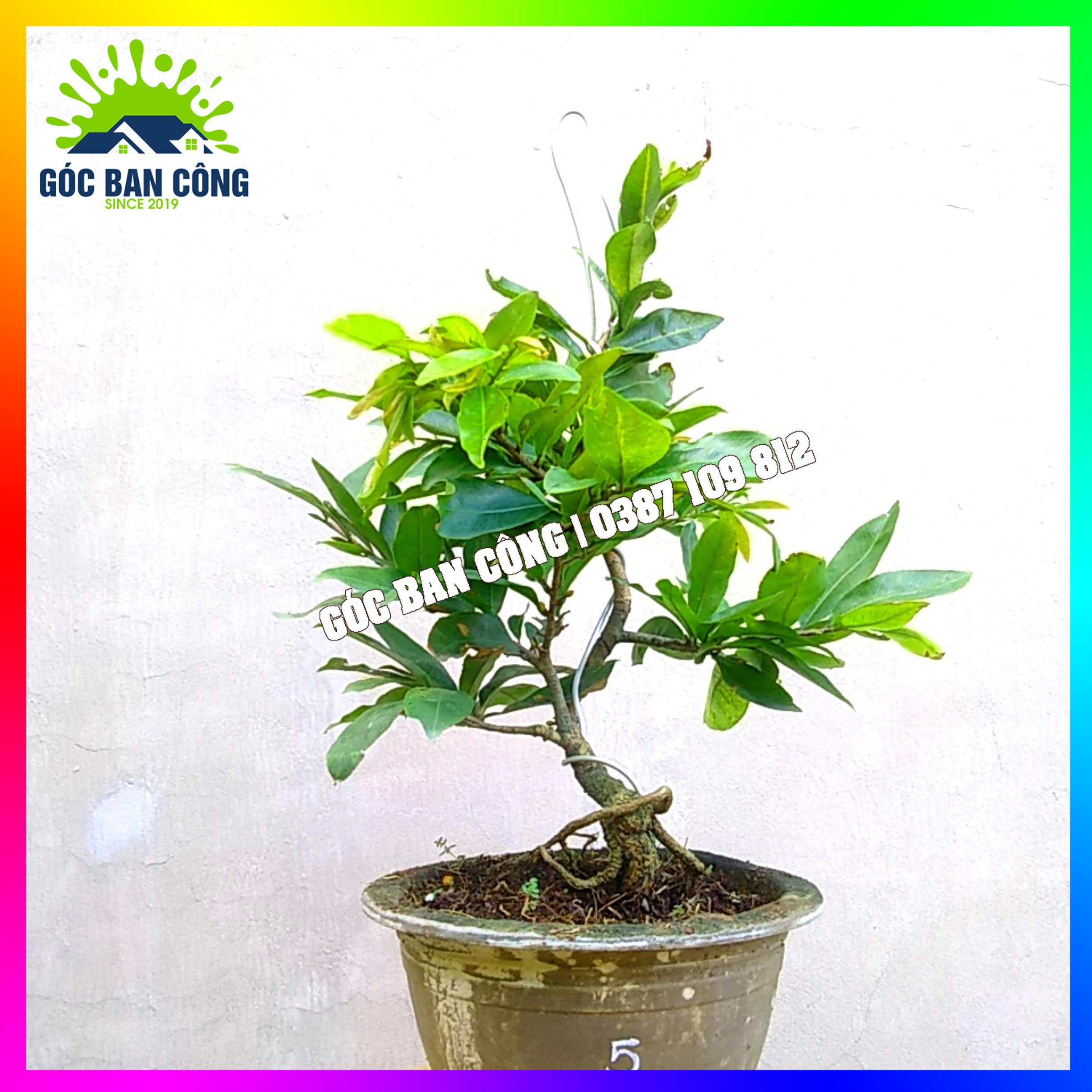 Mai Tết Siêu Nụ Gốc Quái Dáng Bonsai Mini Ghép Giảo Thủ Đức - SN05