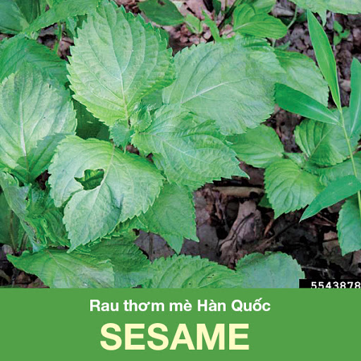 Hạt giống rau thơm mè hàn quốc sesame - 0.5gram
