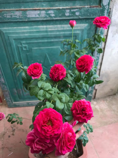 (Mời Mùa) 3 hoa hồng ngoại bụi Kate Rose xinh