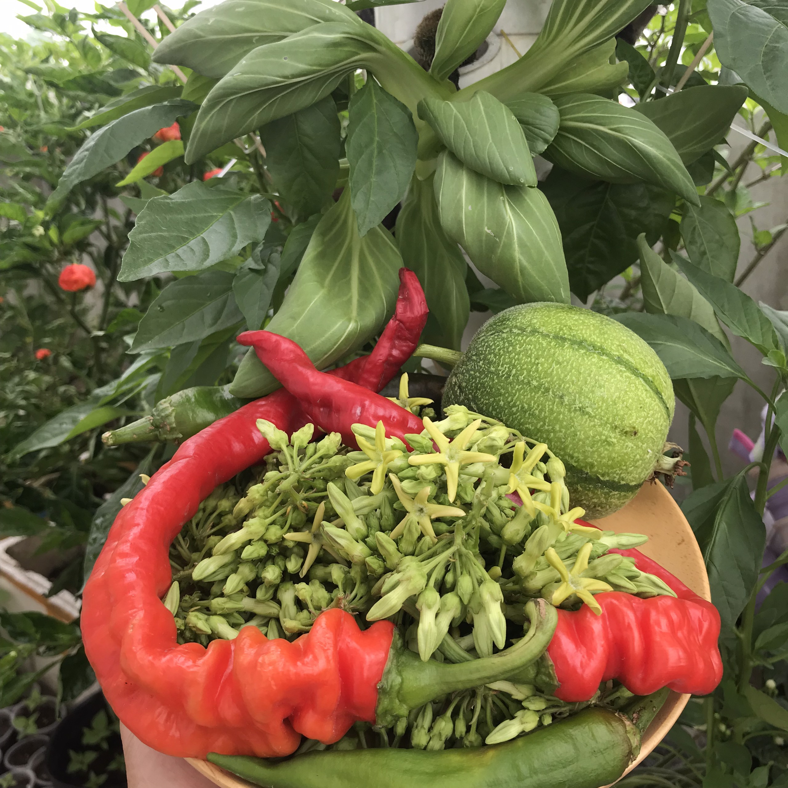 Hạt giống ớt Nhật - Ristra Cayenne Hybrid