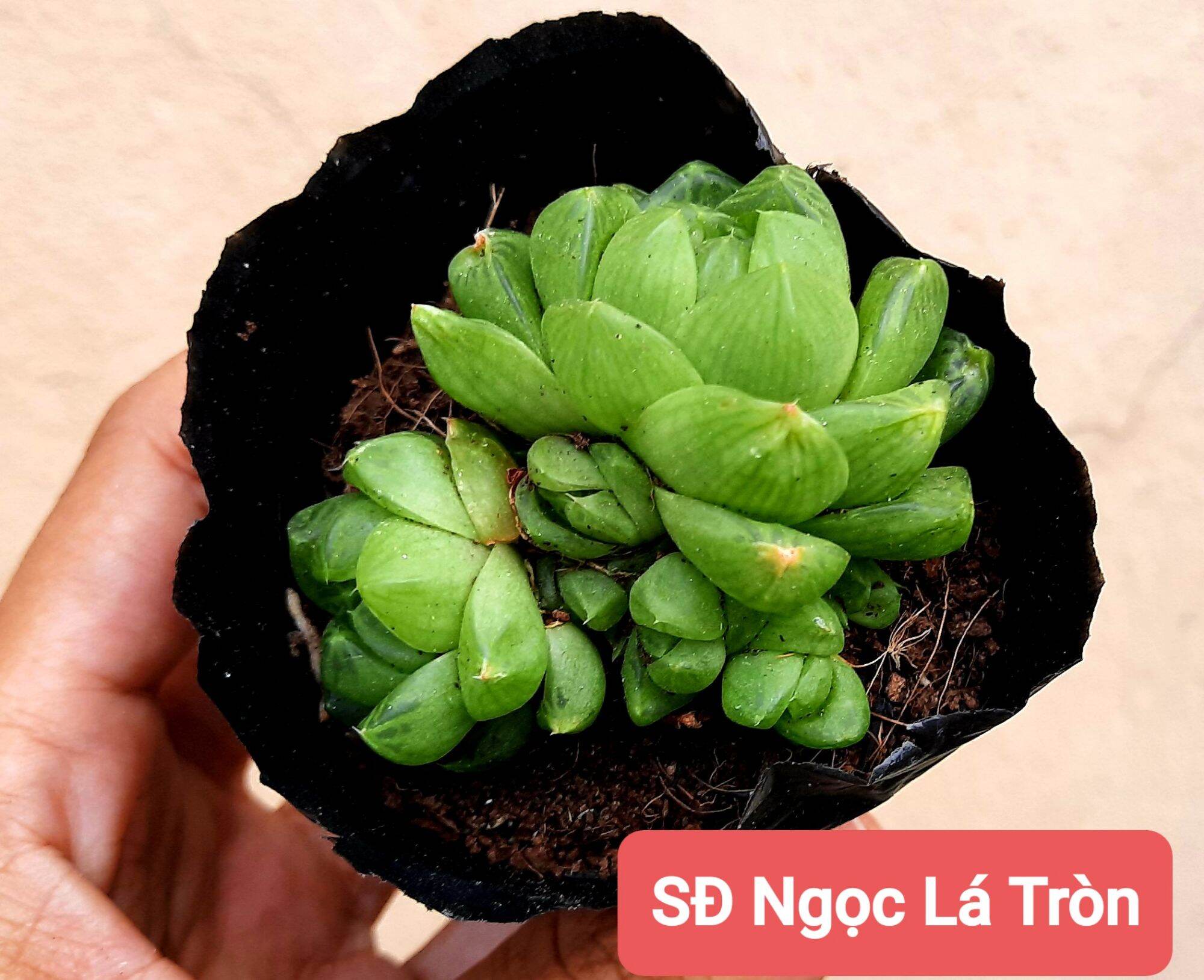 Sen đá ngọc tròn size bầu