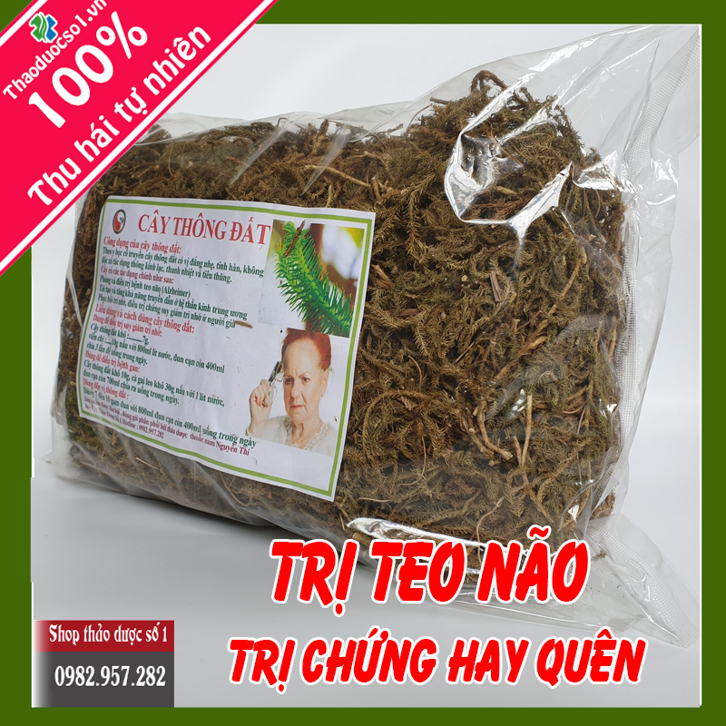 Cây Thông Đất - Hỗ trợ điều trị teo não, hay quên - 1kg SP CTy Thảo Dược Số 1