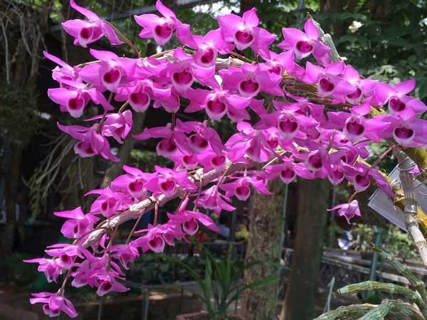 Lan Di linh lai Trầm rồng đỏ - Cây giống năm 2 khoẻ mạnh