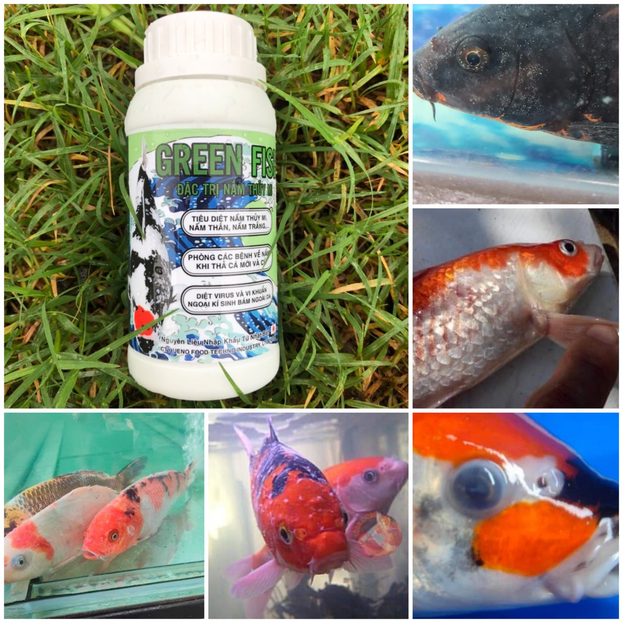 Green Fish Thuốc trị đỏ mình thối đuôi, thối vây, lờ đờ, ngủ cá koi