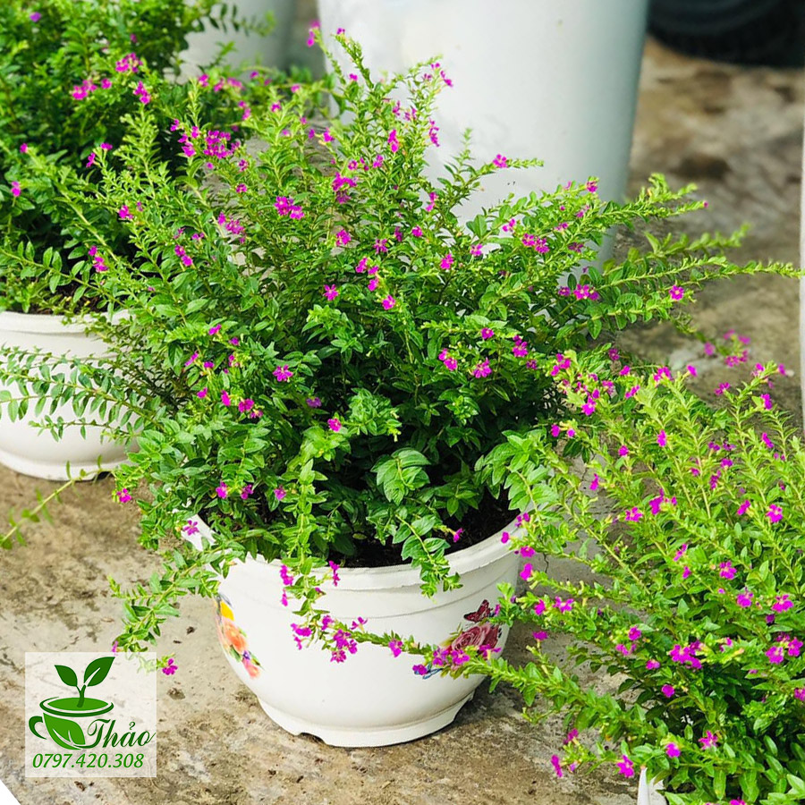 Cây hoa cẩm tú mai trồng sân vườn