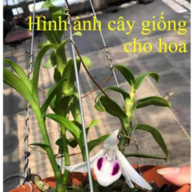 Combo 3 Cấy Hoa Phong Lan Giả Hạc Đột Biến 5 Cánh Trắng Phú Thọ