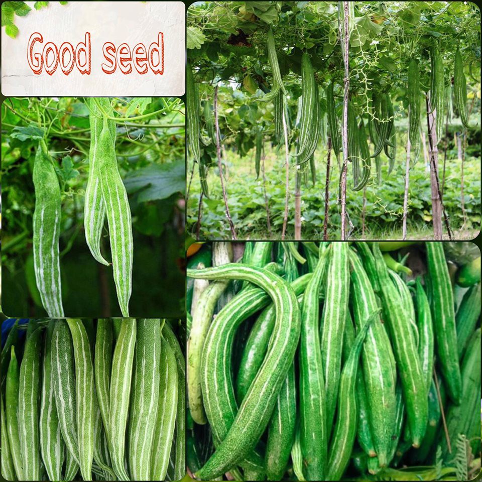 ⚡️Hạt Giống Mướp Nhật Quả Dài, Lặc Lày F1⚡️ Năng Xuất Cao Sinh Trưởng Cực Khỏe Kháng Bệnh