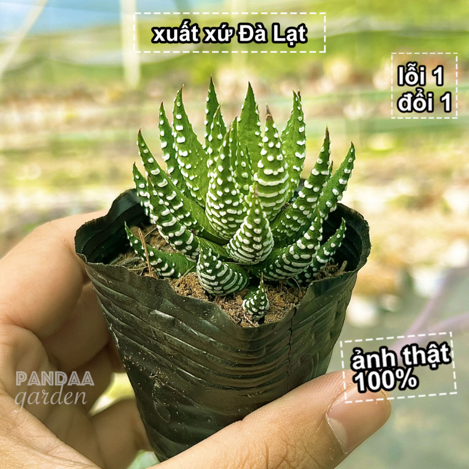Sen đá móng rồng cúp giống mới size 6-8cm cây khoẻ đẹp dễ chăm, sen đá vườn pandaa garden đã thuần khí hậu, lỗi 1 đổi 1
