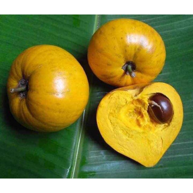 Cây trứng gà hay cây lê ki ma ( cây giống) - FREE SHIP TỪ 50K