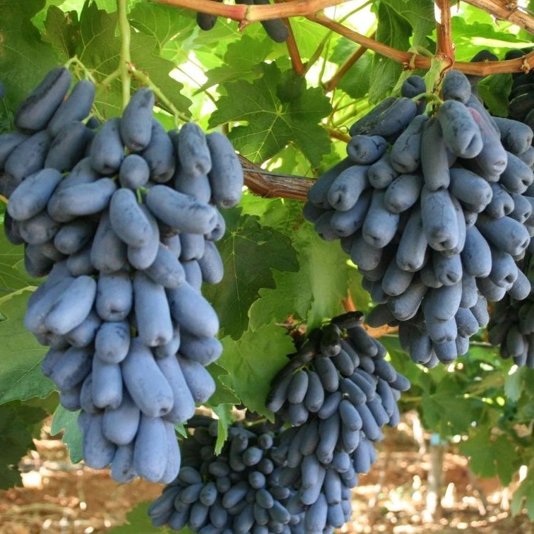 NHO NGÓN TAY KHÔNG HAT- (không bán gốc già)