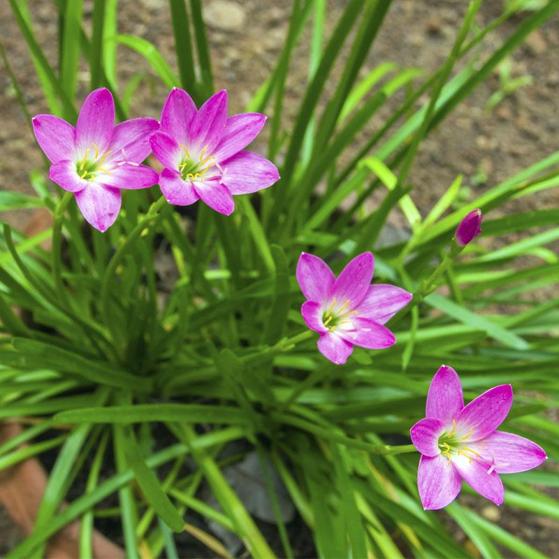 [HCM]CỦ HUỆ MƯA