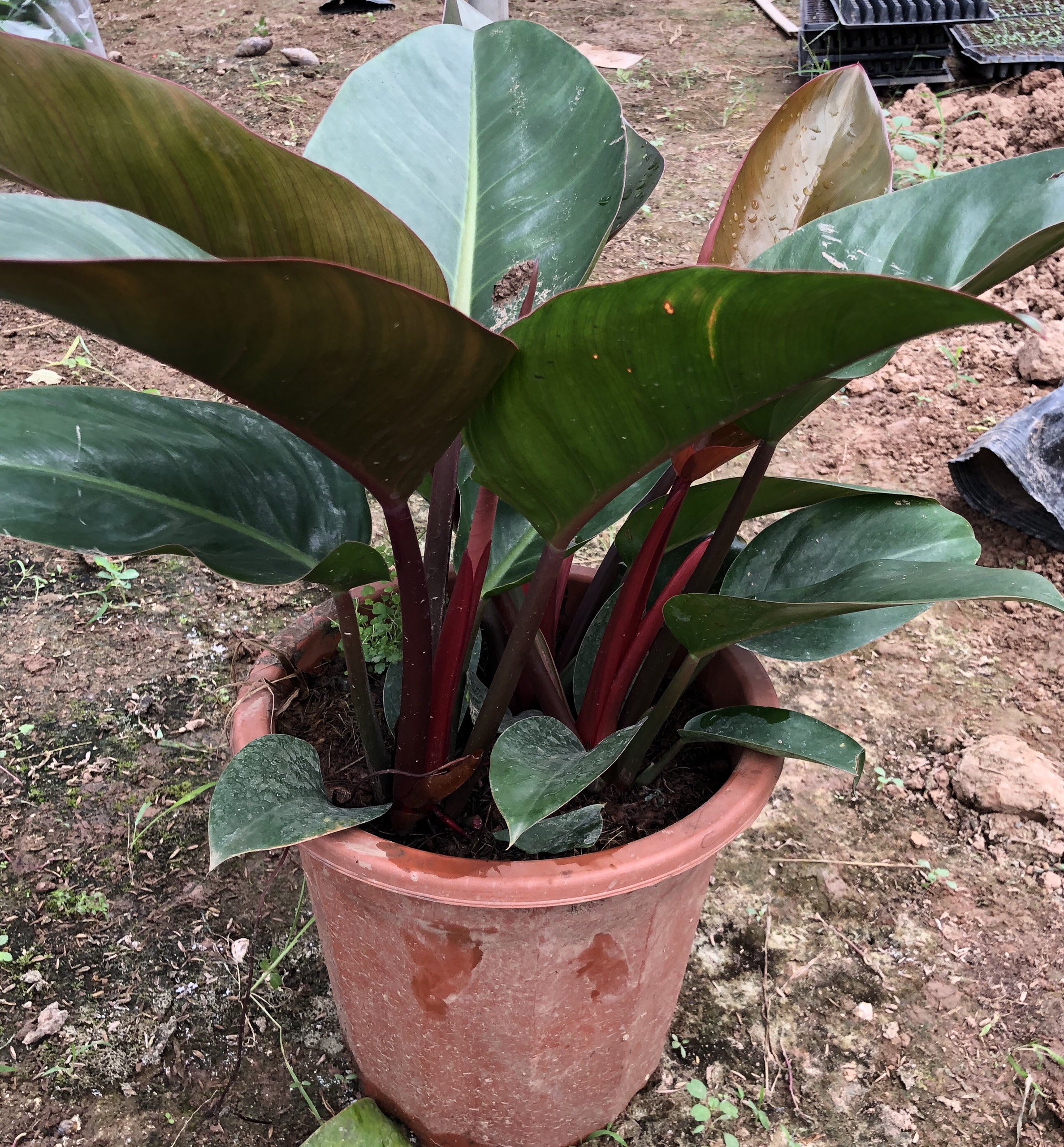 Cây trầu bà đế vương đỏ size to, Chiều cao 40cm lá to đẹp gốc to khỏe sức sống mãnh liệt thích hợp trang trí nội thất
