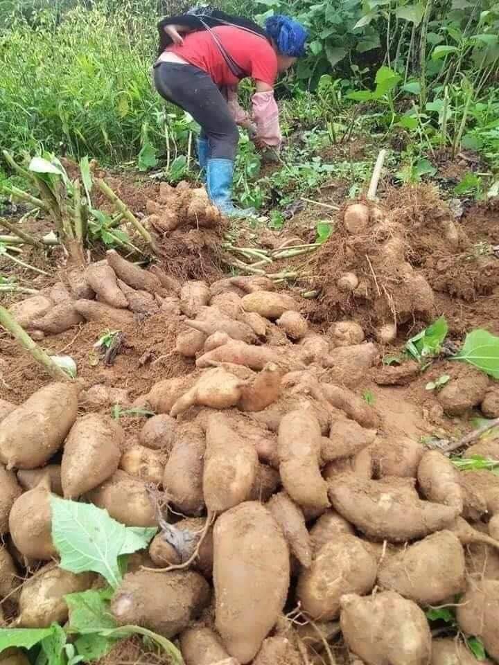 Combo 3kg Củ Sâm Đất - Khoai Sâm Loại 1 đặc sản Lào Cai