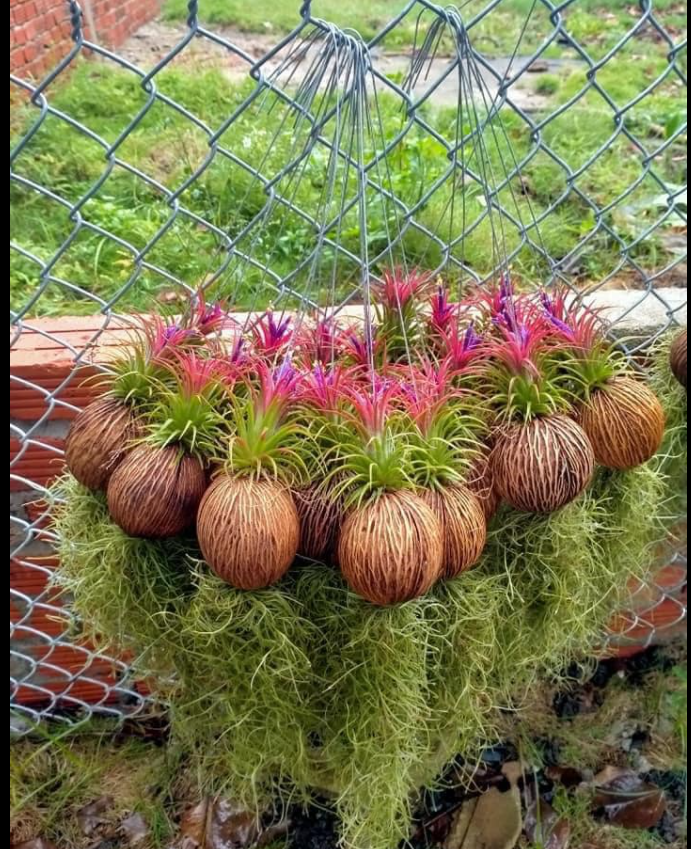 Set cây không khí quả dừa (màu đỏ)