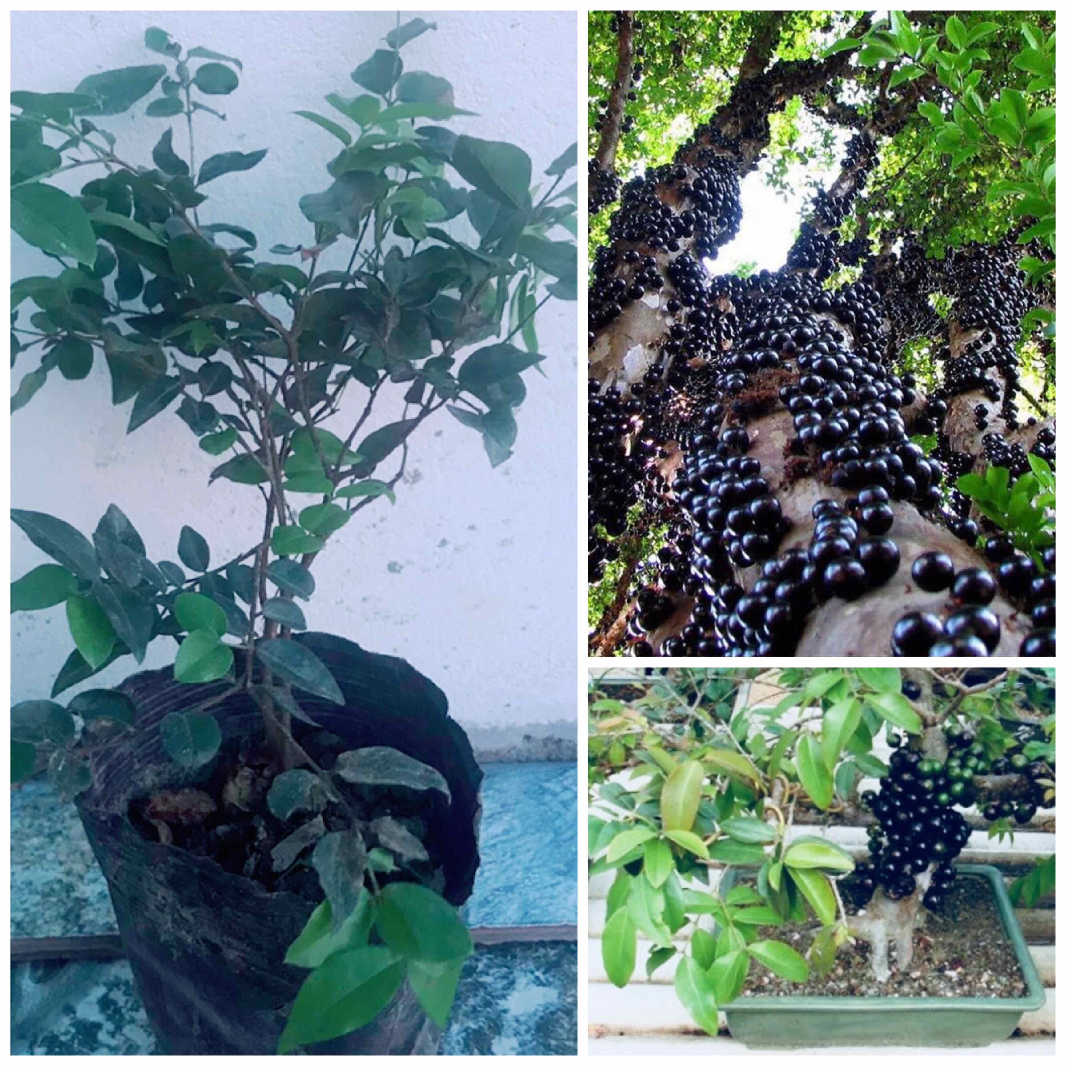 Nho thân gỗ tứ quý - Ra trái chỉ từ 2 năm + Tặng 2 Cây Quế Giống