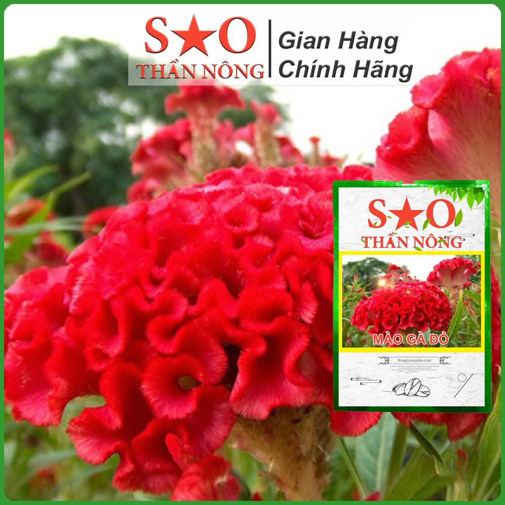 Hạt giống hoa mào gà Sao Thần Nông màu đỏ - gói 100 hạt Hoa mào gà thích hợp với khí hậu ôn hòa, có thể trồng quanh năm. Tuy nhiên, vụ Đông – Xuân thường cho hoa đẹp . Cây ưa nóng, không chịu rét.